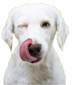 dog licking his face by his tongue