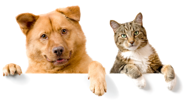 Dog and cat holding the mission card