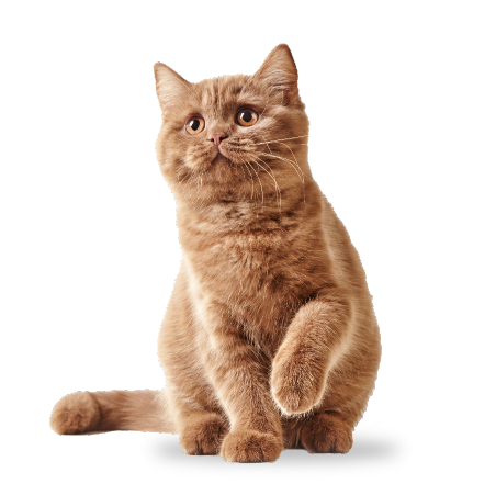 Cat image