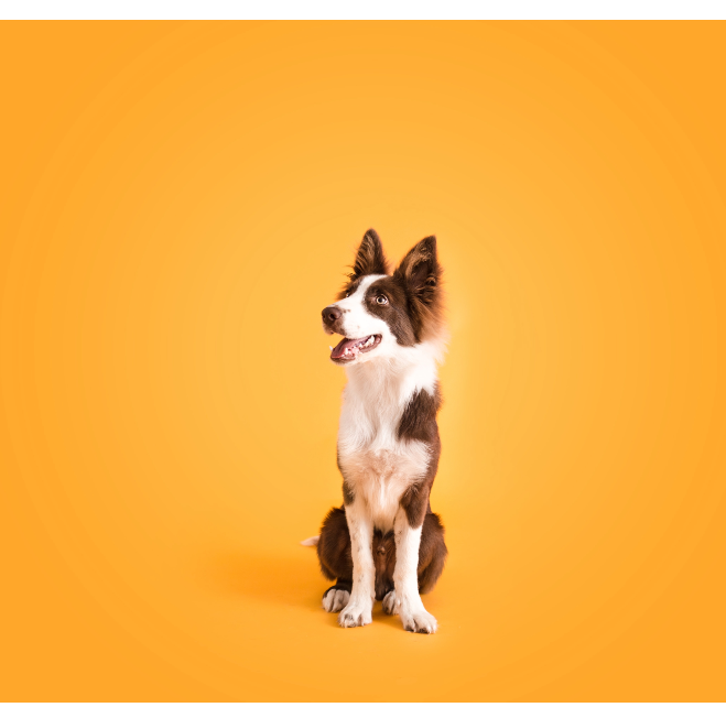 Dog image