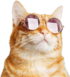cat wearing a sunglasses