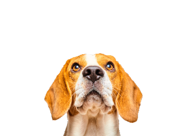 Dog image