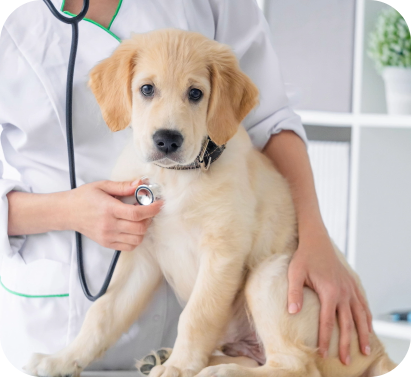 Cat wearing a doctor's overcoat and stethoscope