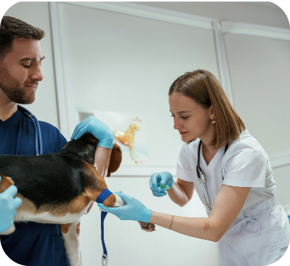 Cat wearing a doctor's overcoat and stethoscope